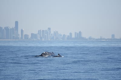 DSC_1151.JPG