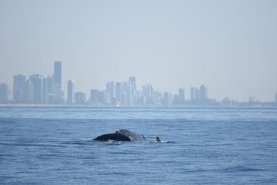 DSC_1152.JPG