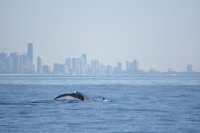 DSC_1153.JPG