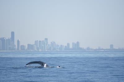 DSC_1154.JPG