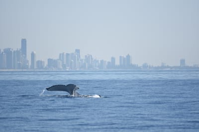 DSC_1155.JPG