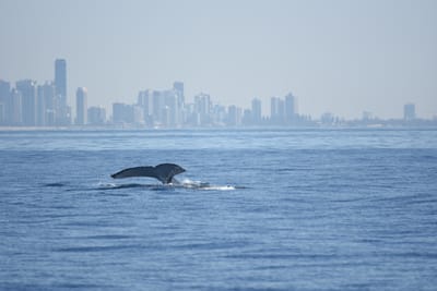 DSC_1156.JPG