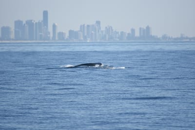 DSC_1157.JPG