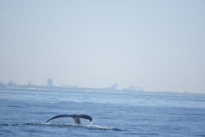 DSC_1158.JPG