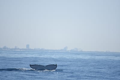 DSC_1160.JPG