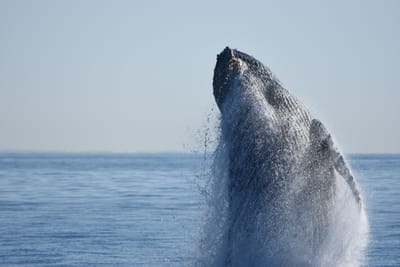 DSC_1161.JPG