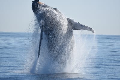 DSC_1162.JPG