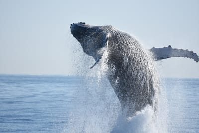 DSC_1164.JPG