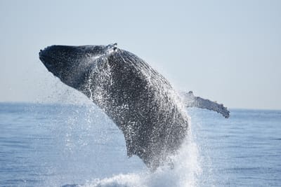 DSC_1166.JPG