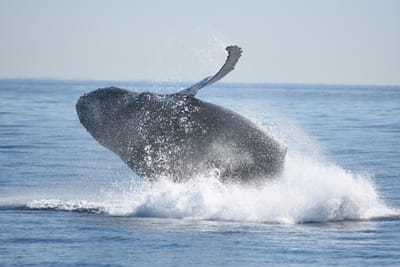 DSC_1169.JPG