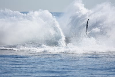 DSC_1171.JPG