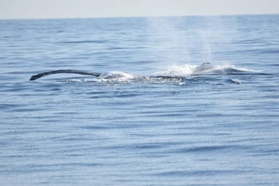 DSC_1181.JPG
