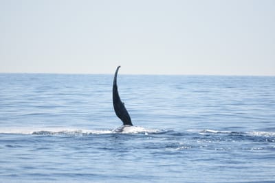 DSC_1182.JPG