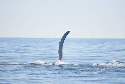 DSC_1183.JPG