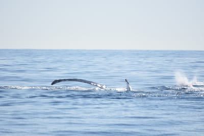 DSC_1184.JPG