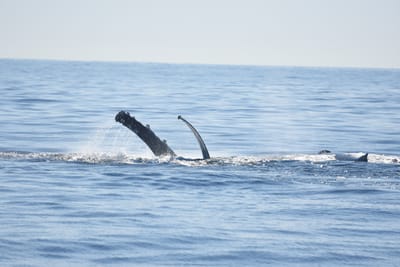 DSC_1186.JPG
