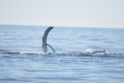DSC_1187.JPG