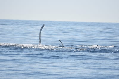 DSC_1188.JPG