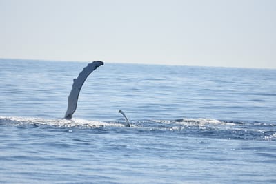DSC_1189.JPG