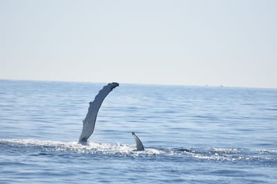 DSC_1190.JPG