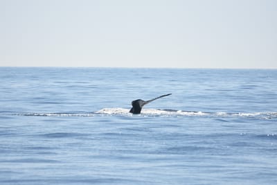 DSC_1193.JPG