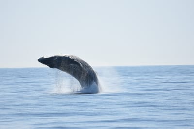 DSC_1194.JPG