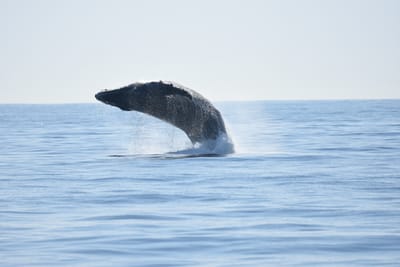 DSC_1195.JPG