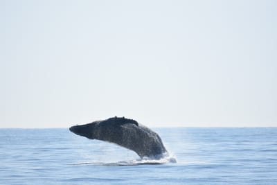 DSC_1196.JPG