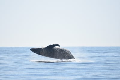DSC_1197.JPG