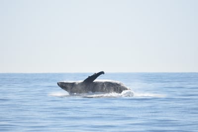 DSC_1198.JPG