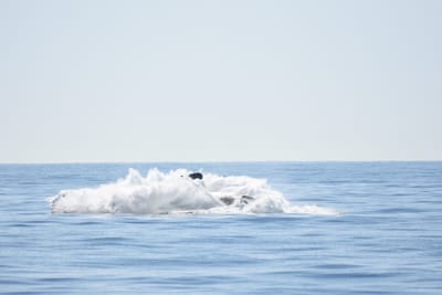 DSC_1199.JPG