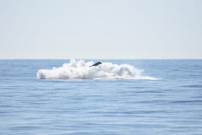 DSC_1210.JPG