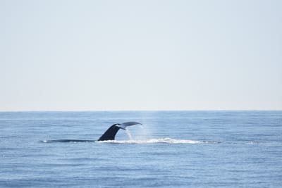 DSC_1215.JPG