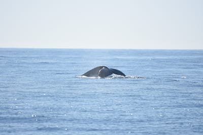 DSC_1218.JPG