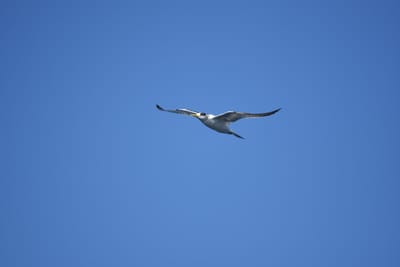 DSC_1260.JPG