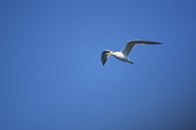 DSC_1262.JPG