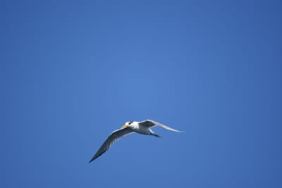 DSC_1264.JPG