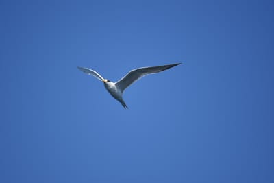 DSC_1268.JPG