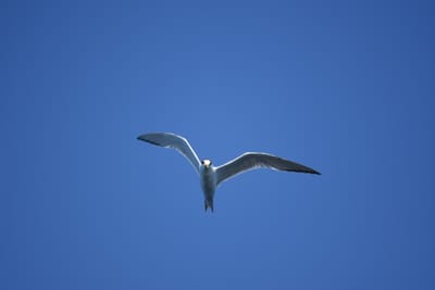 DSC_1270.JPG