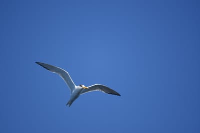 DSC_1271.JPG