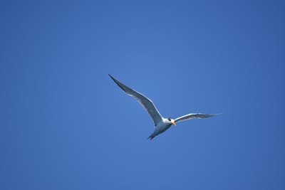 DSC_1275.JPG