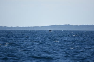 DSC_1284.JPG
