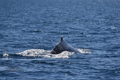 DSC_5227.JPG