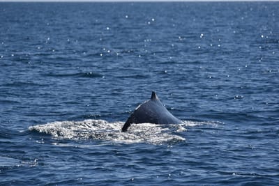 DSC_5228.JPG