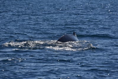 DSC_5229.JPG
