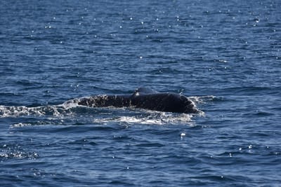 DSC_5230.JPG
