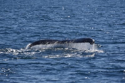 DSC_5231.JPG