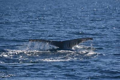DSC_5232.JPG