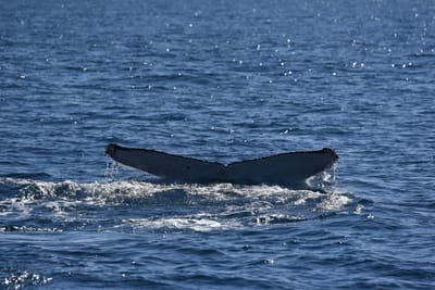 DSC_5233.JPG