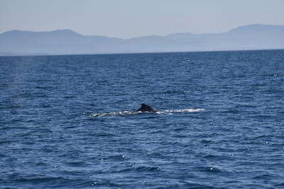 DSC_5235.JPG